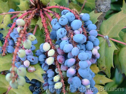 Mahonia berries_2 